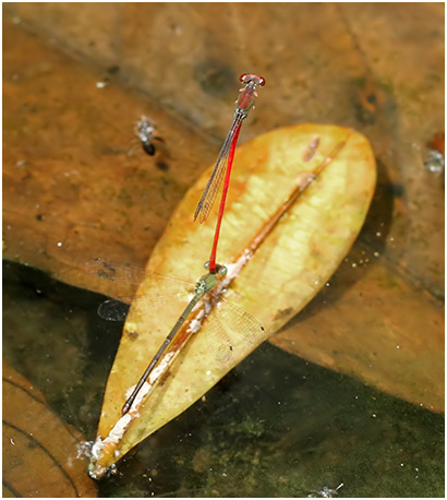 Ceriagrion chaoi mâle et ponte