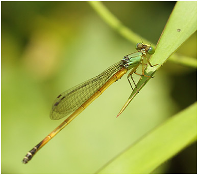 Ceriagrion fallax mâle