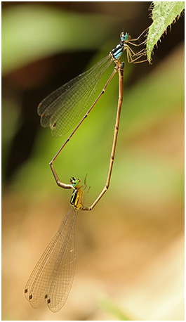 Coeliccia albicauda accouplement