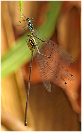 Coeliccia albicauda accouplement