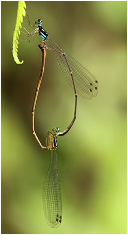 Coeliccia albicauda accouplement