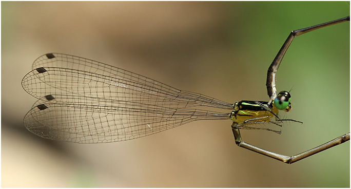 Coeliccia albicauda femelle