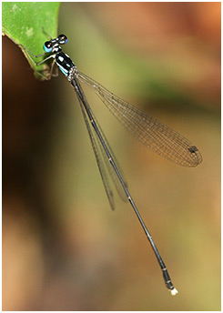 Coeliccia albicauda mâle