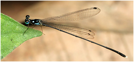 Coeliccia albicauda mâle