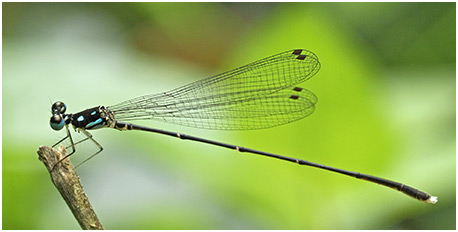 Coeliccia albicauda mâle