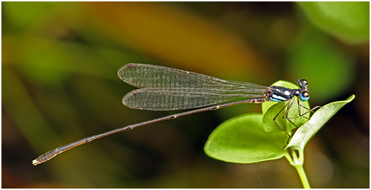 Coeliccia albicauda mâle