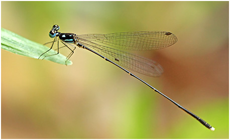 Coeliccia albicauda mâle