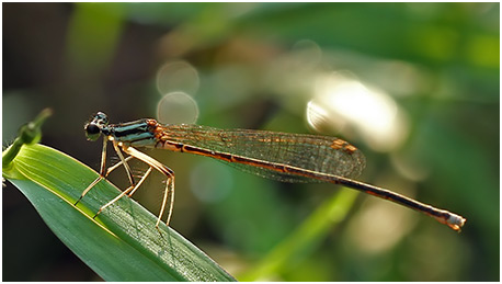 Copera ciliata femelle