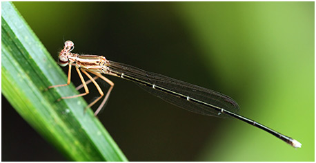 Copera ciliata femelle