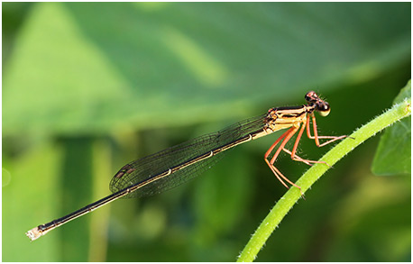 Copera ciliata femelle