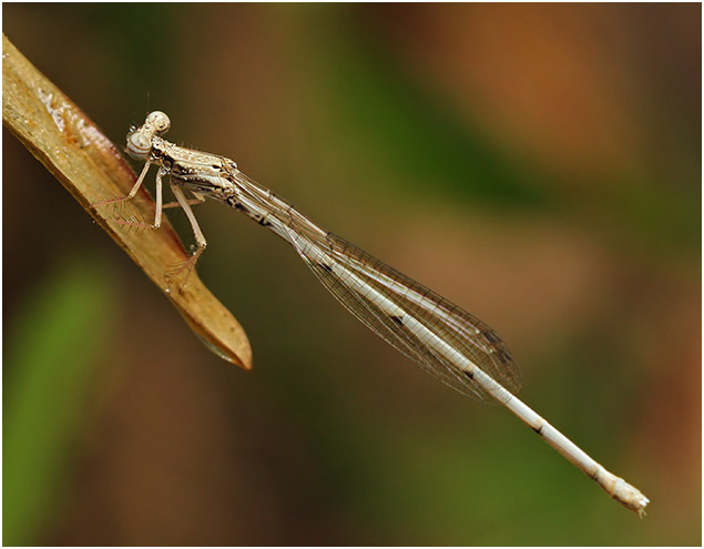 Copera vittata femelle