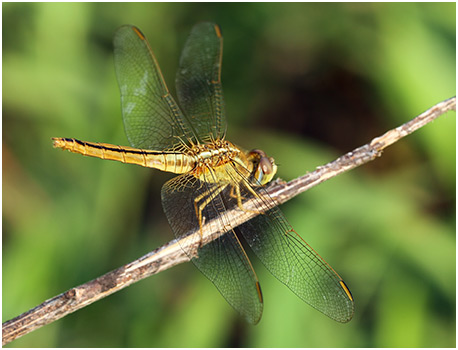 Crocothemis erythraea femelle