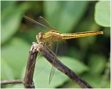 Crocothemis erythraea femelle