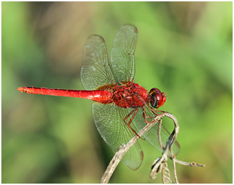 Crocothemis servilia mâle