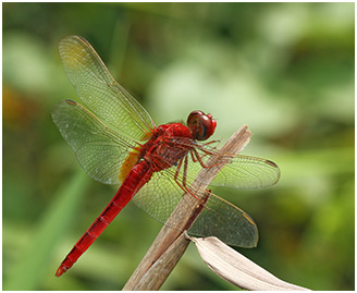 Crocothemis servilia mâle