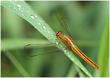 Crocothemis servilia mâle