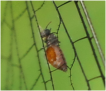 Diptère parasitant Diplacodes trivialis mâle