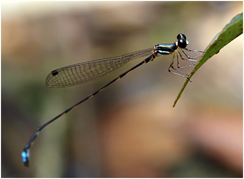 Drepanosticta fontinalis mâle