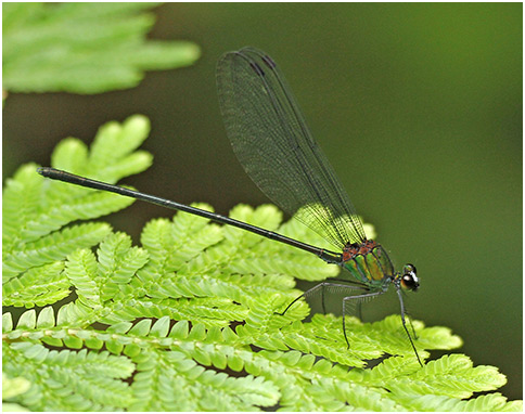 Echo modesta mâle