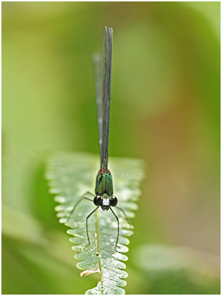 Echo modesta mâle