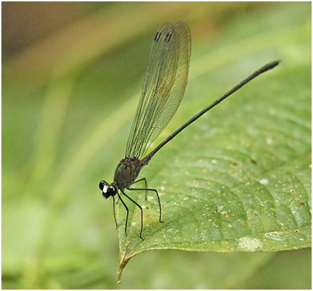 Echo modesta mâle