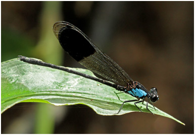 Euphaea impar mâle, Blue-sided Satinwings