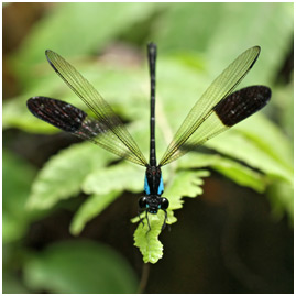 Euphaea impar mâle, Blue-sided Satinwings