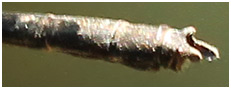 Euphaea ochracea mâle
