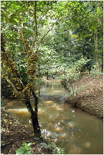 Biotope Gomphidia abbotti