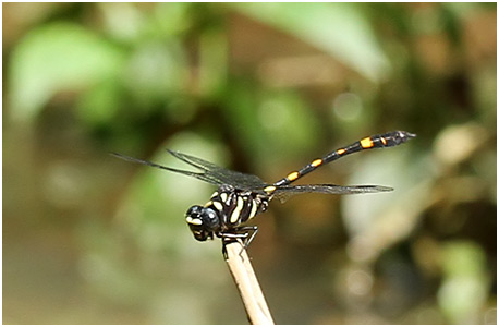 Gomphidia abbotti mâle