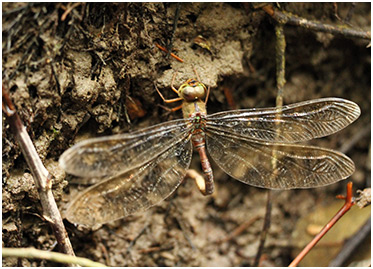 Gynacantha sp.femelle en ponte