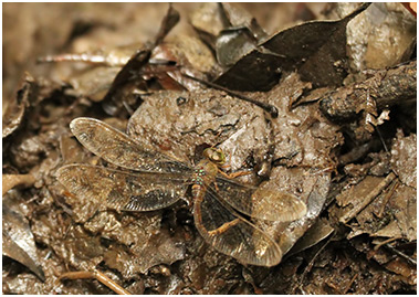 Gynacantha sp.femelle en ponte