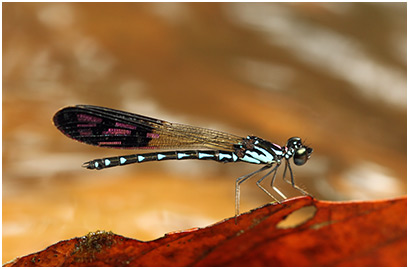 Heliocypha perforata mâle