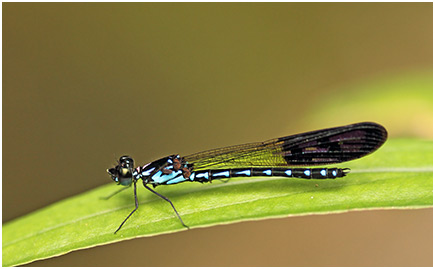 Heliocypha perforata mâle