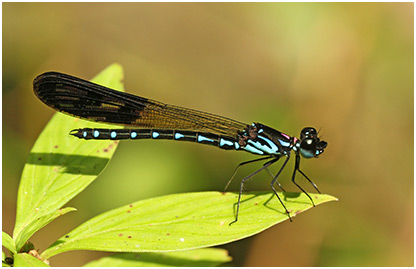 Heliocypha perforata mâle, Chongkak Park, 26/08/2013.