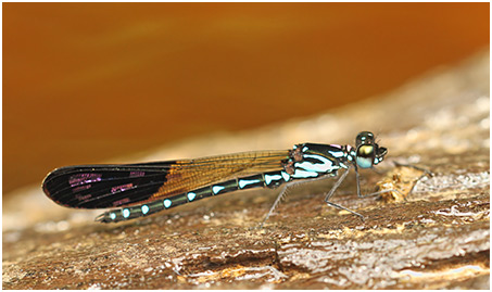 Heliocypha perforata mâle