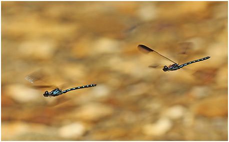 Heliocypha perforata male flying