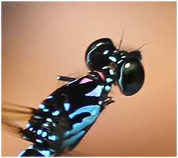 Heliocypha perforata mâle en vol