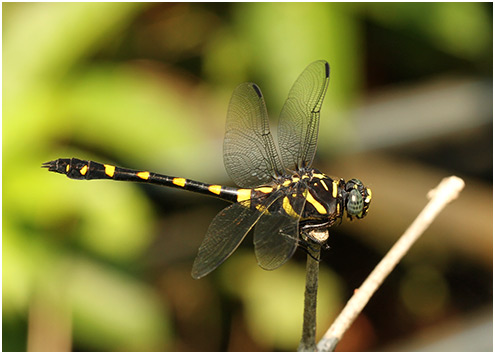 Ictinogomphus decoratus femelle