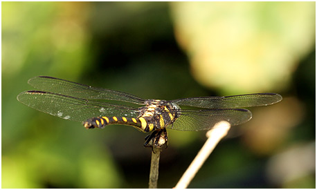 Ictinogomphus decoratus femelle