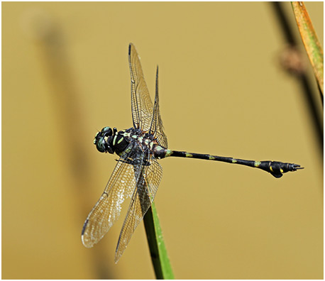 Ictinogomphus decoratus mâle