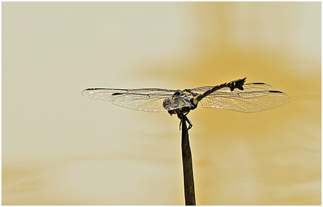 Ictinogomphus decoratus mâle