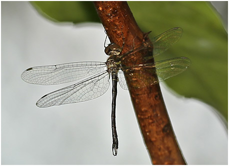 Idionyx yolanda mâle