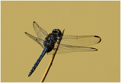 Indothemis limbata mâle