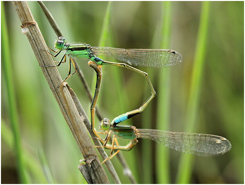 Ischnura senegalensis accouplement