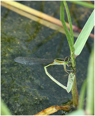 Ischnura senegalensis ponte