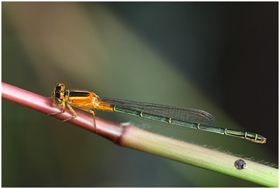 Ischnura senegalensis femelle