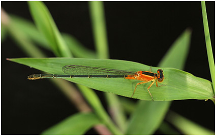 Ischnura senegalensis femelle