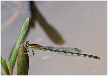 Ischnura senegalensis femelle