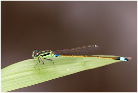 Ischnura senegalensis mâle